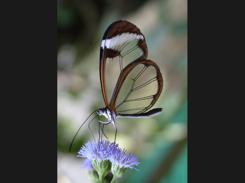 las Butterfly - Costa Rica - Monte Verde Guanacaste