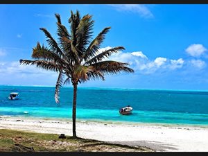 011-Palm-tree-Mauritius-3186