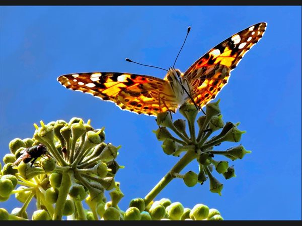 Butterfly - Austria - Vienna