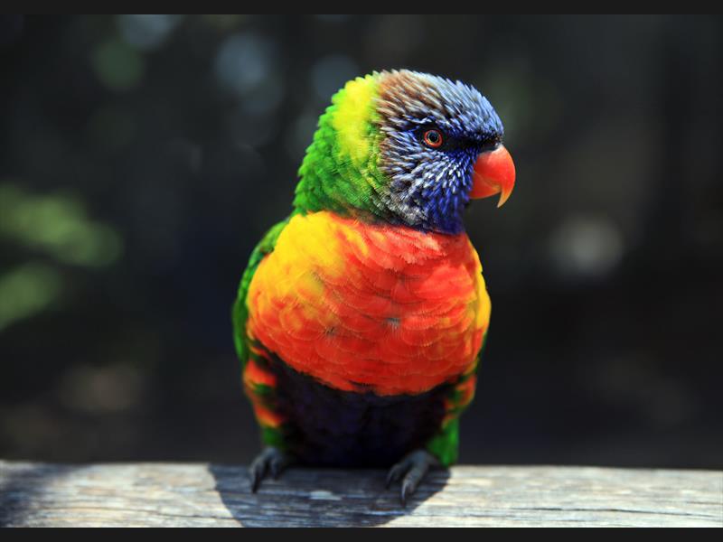 Colorful Bird