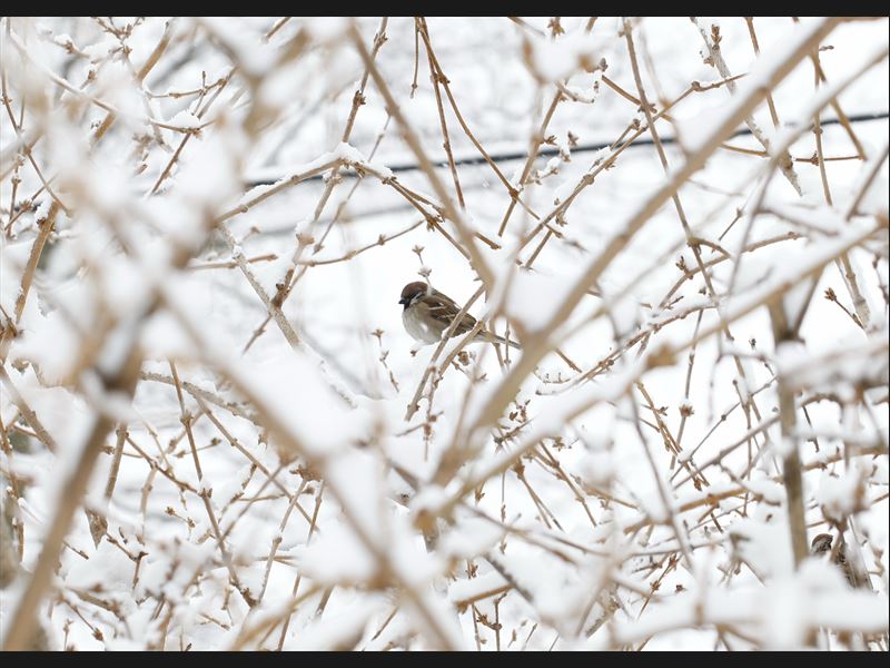 Spatz im Schnee