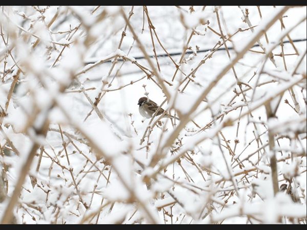 Spatz im Schnee