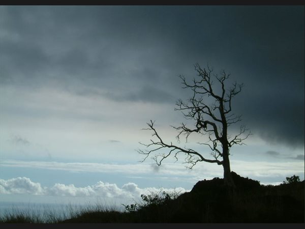 Tree - Hawaii - Big Island