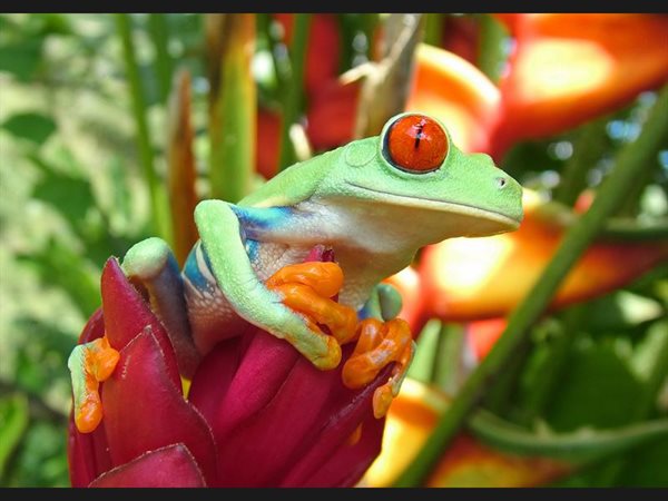 Leaf Frog - Costa Rica - Cartago Turrialba