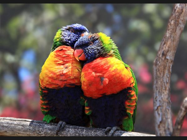 Birds in love - USA - California