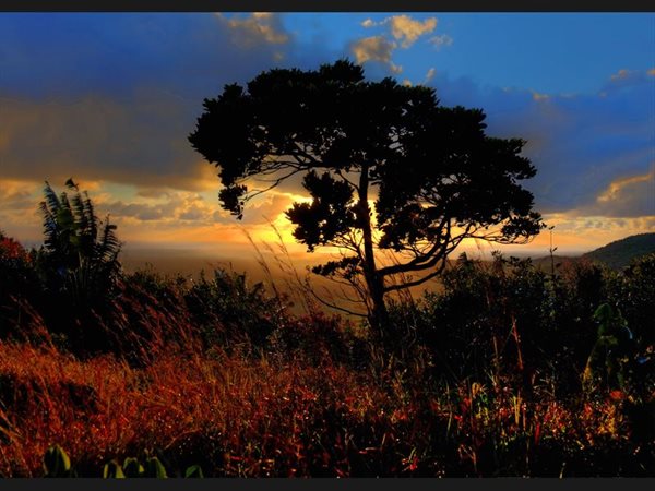 Tree at Sunrise - Mauritius