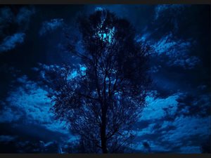 014-Moonlight-Tree-9039