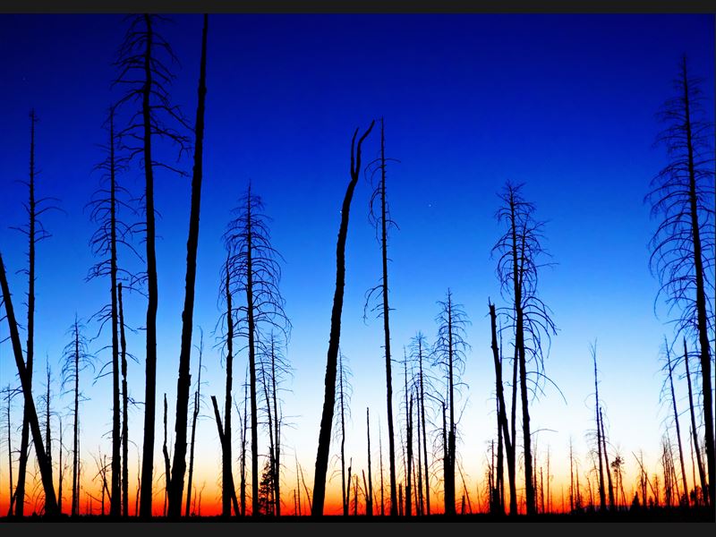 Burned down Woods at Sunset - USA - Grand Canyon North Rim