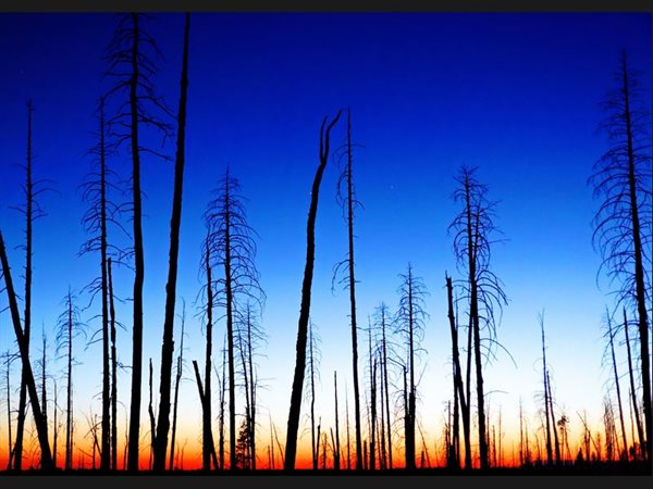 Burned down Woods at Sunset - USA - Grand Canyon North Rim