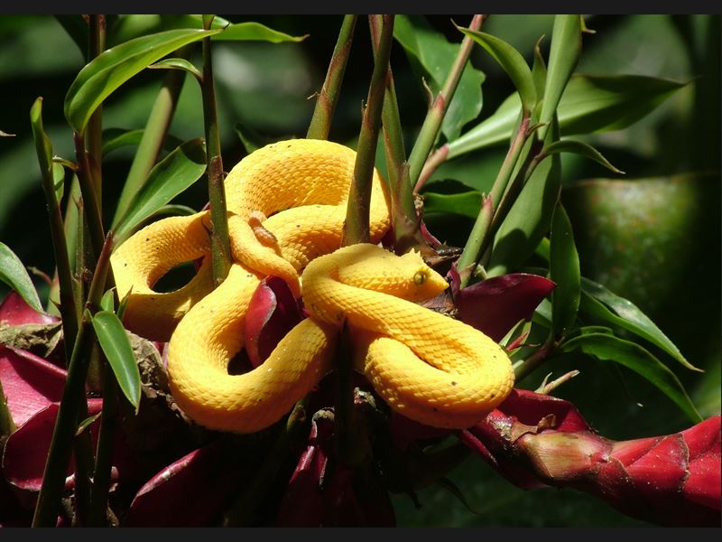 Yellow Snake - Costa Rica - Turrialba