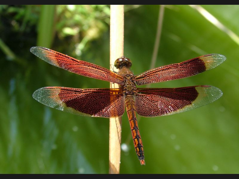 Dragon Fly - Bali